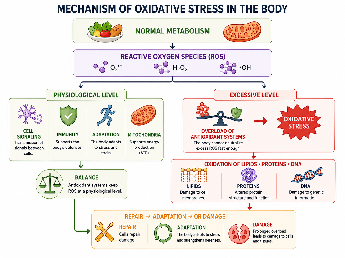 Mechanism of oxidative stress